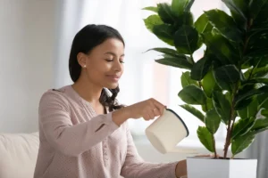 Homeowner watering a houseplant, one simple way to increase humidity in your house naturally.